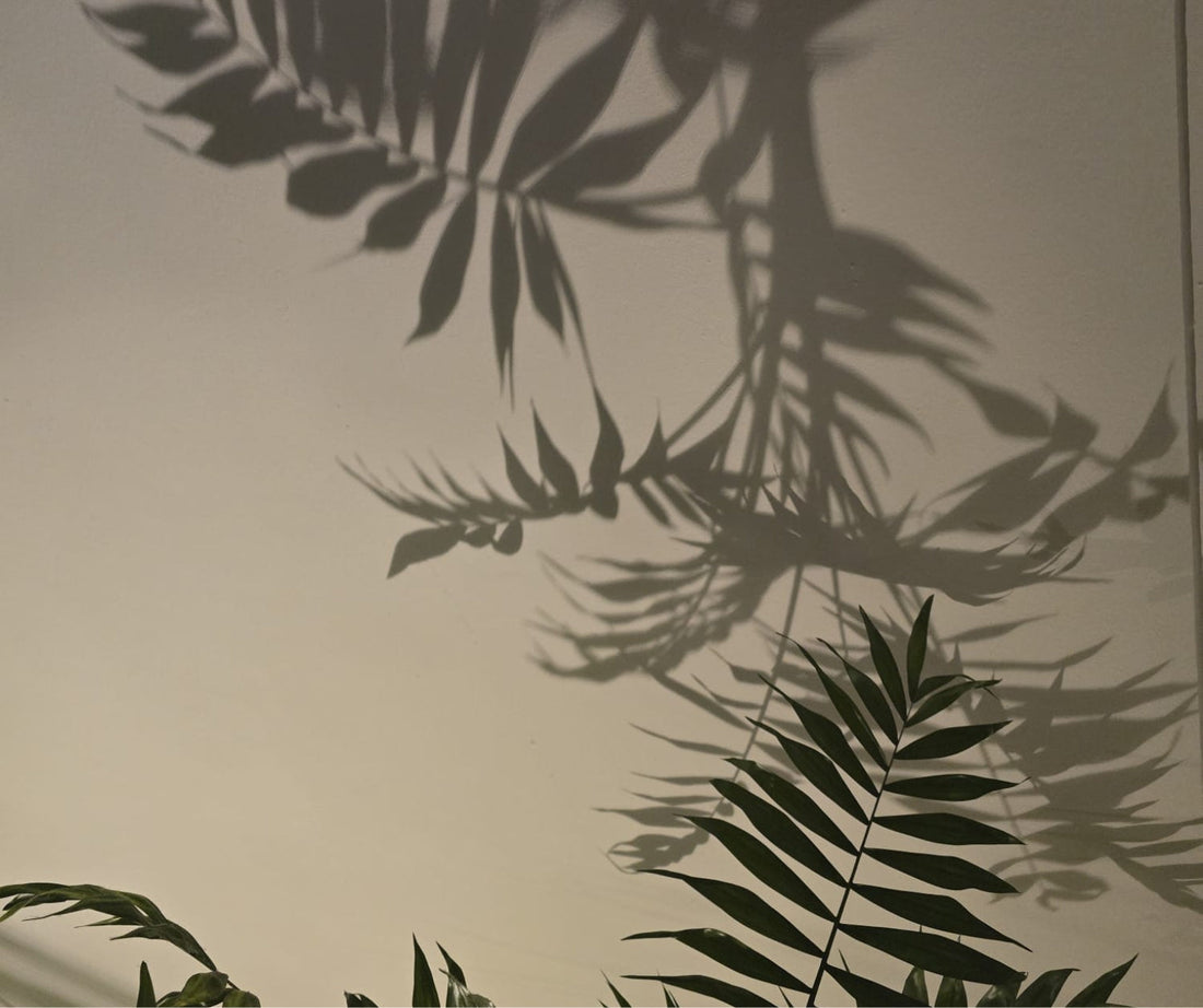 Kasvit - Biofilinen sisustussuunnittelu - Equanimi Living