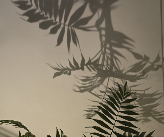 Kasvit - Biofilinen sisustussuunnittelu - Equanimi Living